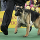 Image for article titled Elegant Updos and Classy Coats at the Westminster Dog Show